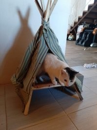 сам ты лузер