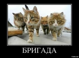 Кошачьи демотиваторы