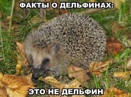 Дельфин но просто дельфин