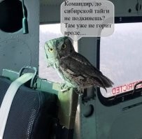 Красавица! У нас возле дачи на сосне, живёт похожая.