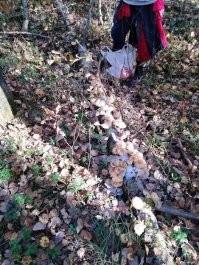 уже девать некуда эти опята..))