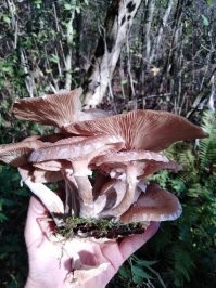 уже девать некуда эти опята..))