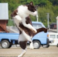 Котовсячина