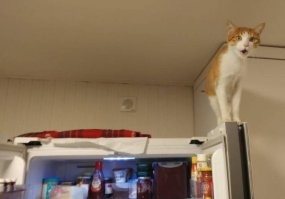 Котовсячина