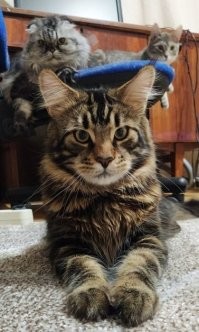 Котовсячина