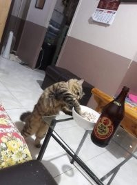 Котовсячина
