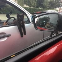 Котовсячина