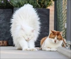 Котовсячина