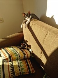 Котовсячина