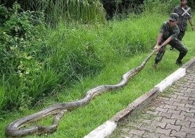 "Надрессированное животное шустро мчалось на звук голоса или свет фонаря" 

А изначально, собаке показывали сосиску. 

Эх... Древняя байка. 
Я ещё предлагал ужика завести, дрессированного. 
Тогда в трубах и закрытых лотках, можно кабло прокладывать.