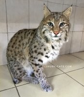 Что-то мелковата она для рыси. И морда не похожа. Да и уши кошачьи. Может бобтейл одичавший? 
Если что - вот рысь: