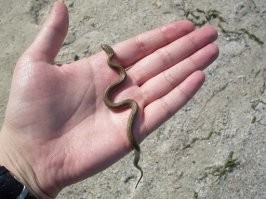 На фото вероятнее всего фантазия автора. Скорее всего там максимум-то...