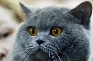 Я вот тут новенькую нашёл, вдруг автору понравится...