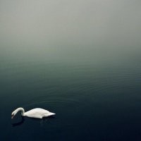 У художников есть такое понятие, как "законы композиции"
ФОТОхудожников они тоже касаются.
Один из этих законов, в двух словах, гласит: "Если на рисунке есть смотрящий или движущийся объект, то на полотне должно быть место, куда он смотрит или движется!"
Так что лебедь, по правилам композиции, должен быть в правом углу, а "Ассоль"  должна "видеть" больше моря.
 В любой художественной школе эти "творения" завернут.
Хотя, кого щас интересуют какие-то там законы? Купил зеркалку - и ты крутой фотограф! Давайте мне пулицеровскую премию!
Пойду куплю себе рояль, может начну играть как Паганини?