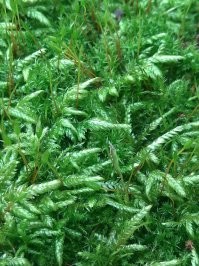 50 фото, на которые придется взглянуть дважды