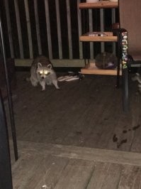 Мужчина пытался прогнать енотов, но спалил своё жилище