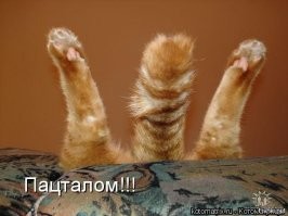 Как отреагирует кот, если с вами что-то случится