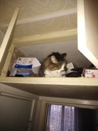 Вездесущие котики: прежде чем что-то делать посмотрите, нет ли там кота