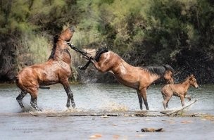 Жестко коника с сексом обломала!!))))))))))