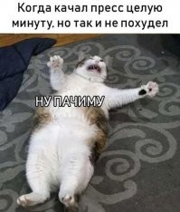Мемы про котиков