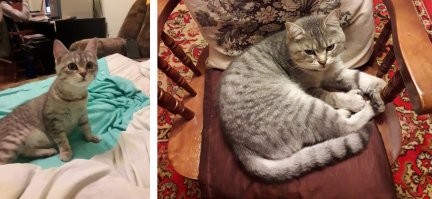 Коты борзеют, вот мой.