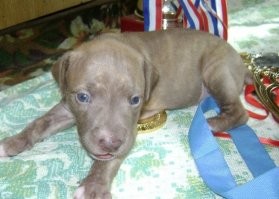 Трогательные фото животных в стиле "тогда и сейчас"