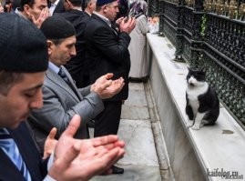 Монах прошел испытание котятами