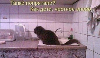 Вездесущие котики: прежде чем что-то делать посмотрите, нет ли там кота