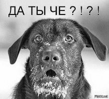 О вакцинации собак