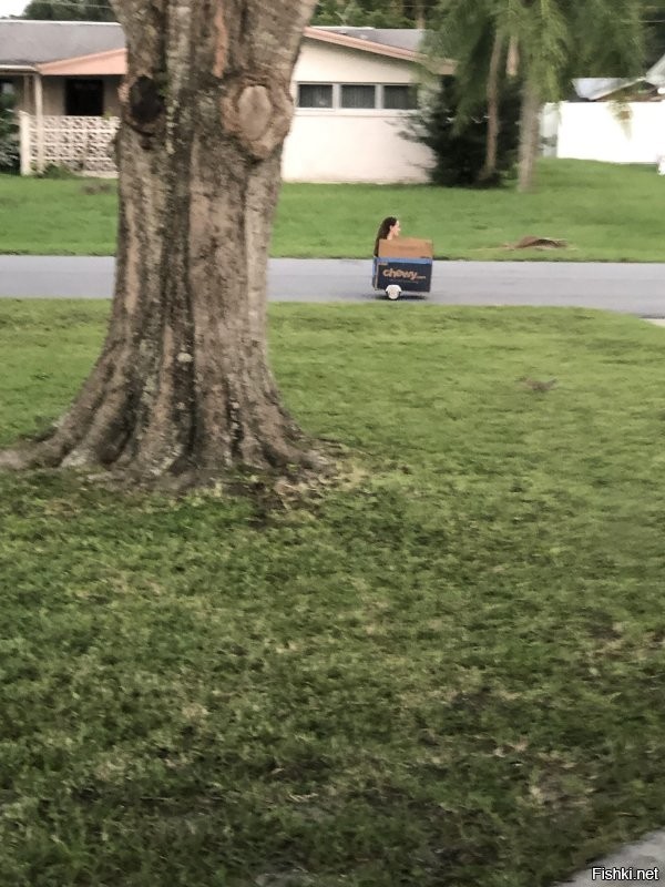 Флорида в Америке вообще обьект шуток- даже для самых последник реднеков.  Вот например - напротив моего дома, ребенок проехал в картонной коробке.