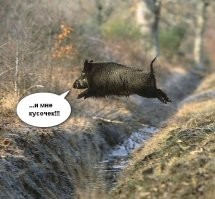 Пирог из желудевой муки. Съедобные греческие желуди