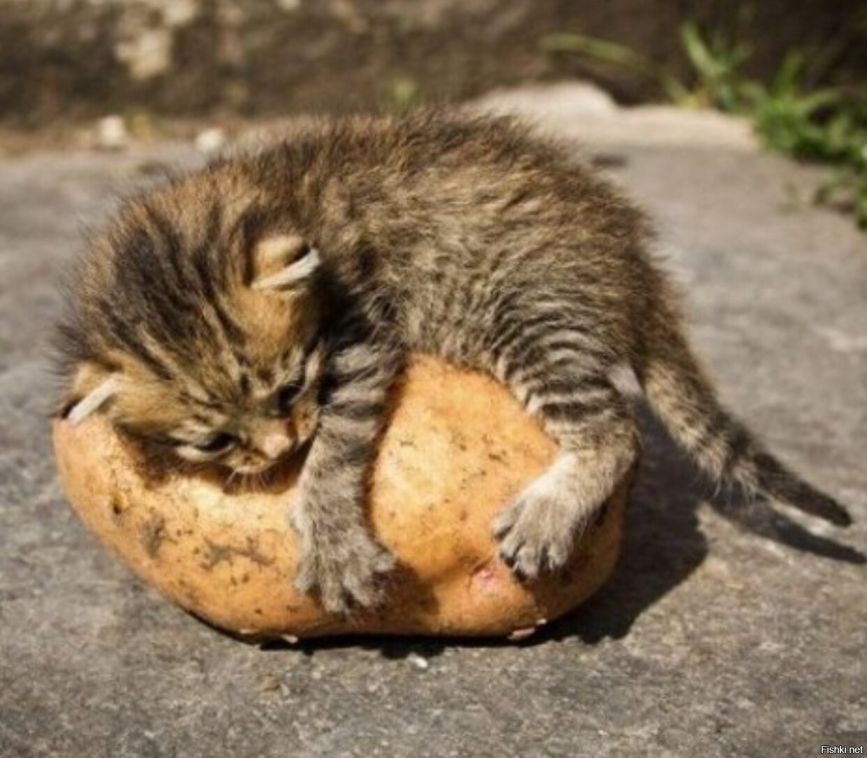 Кот картошка