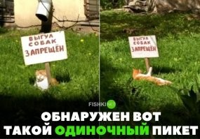 Журнал, который втайне выписывает твой кот