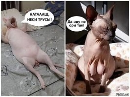 Журнал, который втайне выписывает твой кот