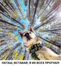 Прикольные и смешные картинки