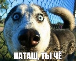 Прикольные и смешные картинки