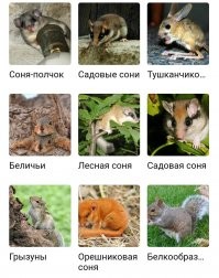 Питомец.