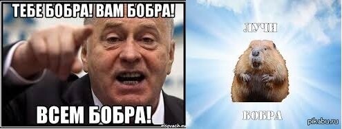 Девушка показала, как живётся в одном доме с бобром