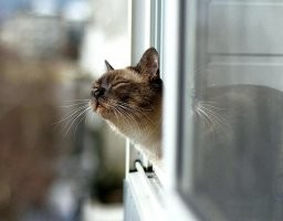 Кот + балкон =