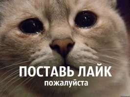 Коты, которые живут в своем мире и по своим правилам