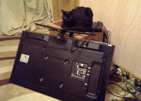 Коты, которые живут в своем мире и по своим правилам
