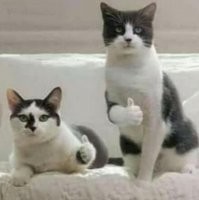 Рыжий кот предотвратил ограбление