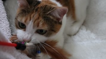 Рыжие морды