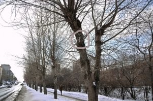 Очень часто залетают, чтобы на помойках поживиться, а к рассвету не успевают улететь обратно и остаются на "ночевку". Особенно зимой, когда в лесах все снегом завалено и найти ту же мышь уже не представляется легким занятием. В 2013 году недалеко от моего дома и покрупнее сова залетала.