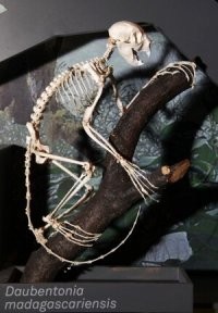 По внешнему виду так и не разобрался что это за чудо-юдо)))
Так оно мне кажется понятней: