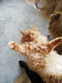 Добавлю свою котейку в ленту