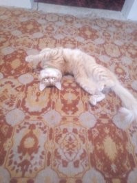 Рыжие морды