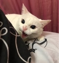 а вот моя котейка. не рыжая конечно, но очень наглая морда)))