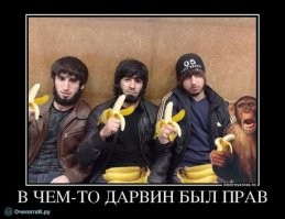 Макака-резус: Яркое олицетворение 7 смертных грехов. Жизнь крайне агрессивных мартышек