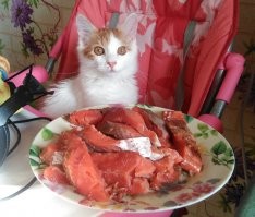 Мой котэ.